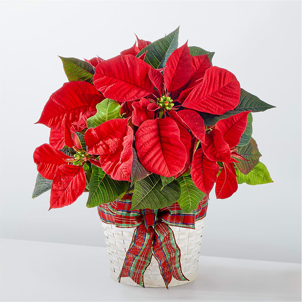 Happiest Holidays Poinsettia – SB FLORAL & DESIGN, Erie IL