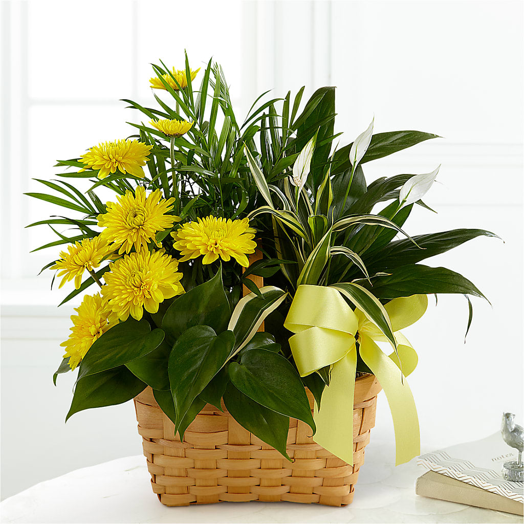 Loving Light Dishgarden – SB FLORAL & DESIGN, Erie IL