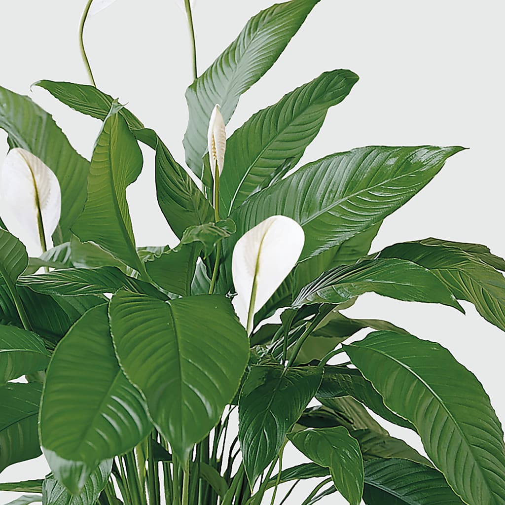 Tranquil Moments Peace Lily Plant – SB FLORAL & DESIGN, Erie IL