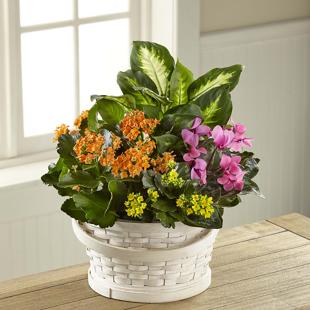 Color Crush Dishgarden – SB FLORAL & DESIGN, Erie IL