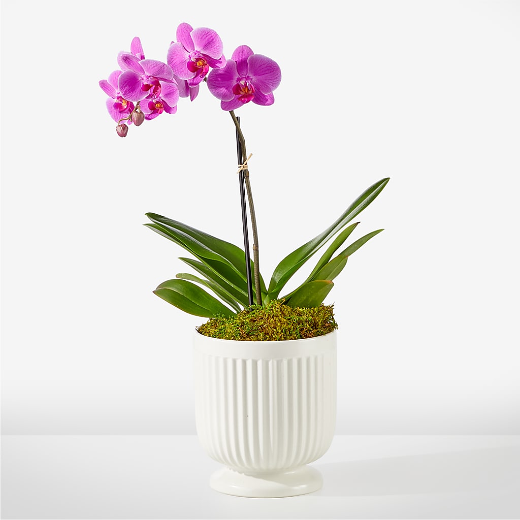 Friendly Fuchsia Orchid – SB FLORAL & DESIGN, Erie IL