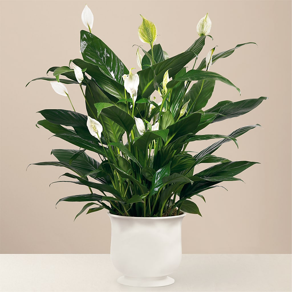 Comfort Planter – SB FLORAL & DESIGN, Erie IL