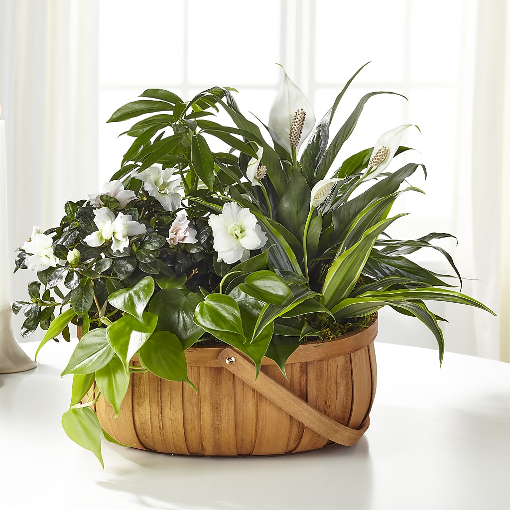 Serene Dishgarden – SB FLORAL & DESIGN, Erie IL