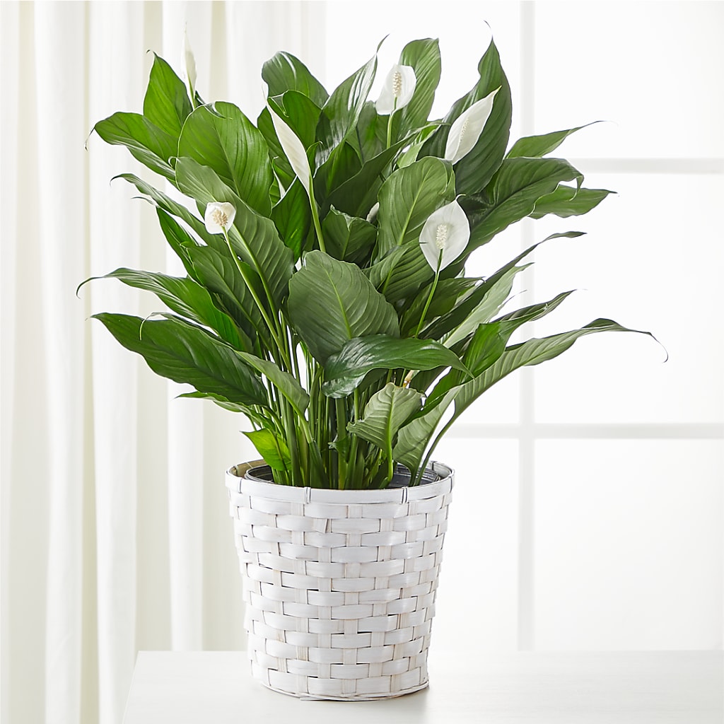 A New Leaf Peace Lily – SB FLORAL & DESIGN, Erie IL
