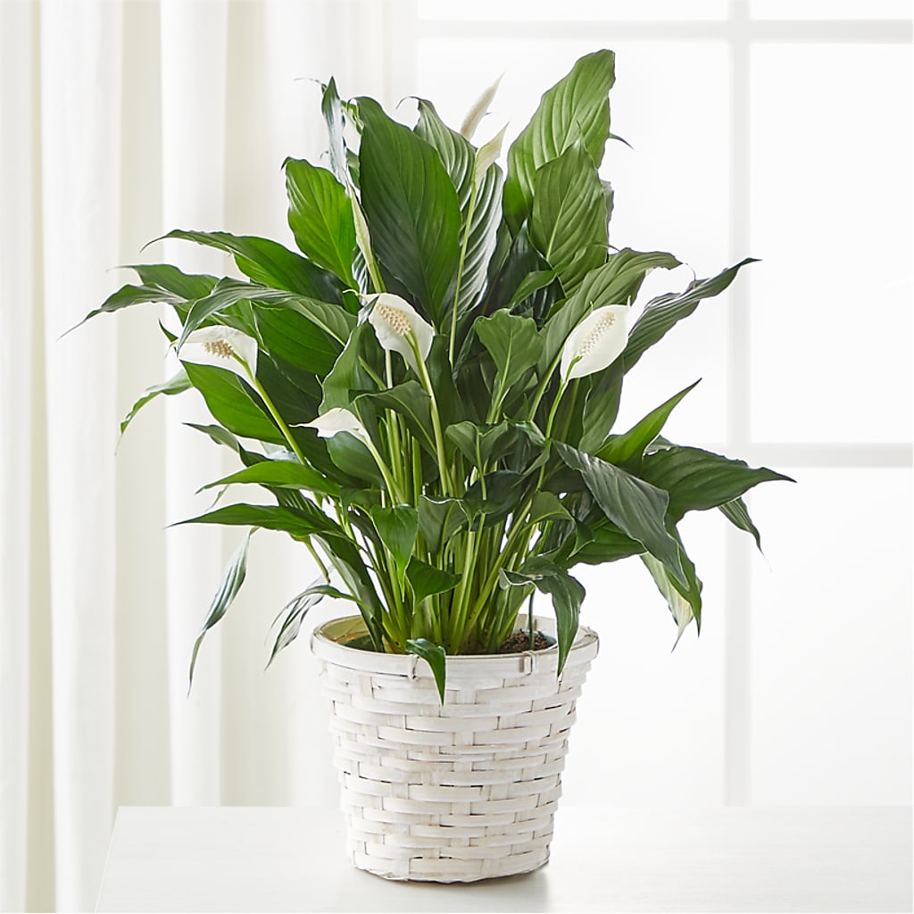 A New Leaf Peace Lily – SB FLORAL & DESIGN, Erie IL