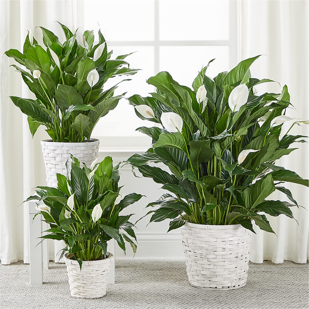 A New Leaf Peace Lily – SB FLORAL & DESIGN, Erie IL