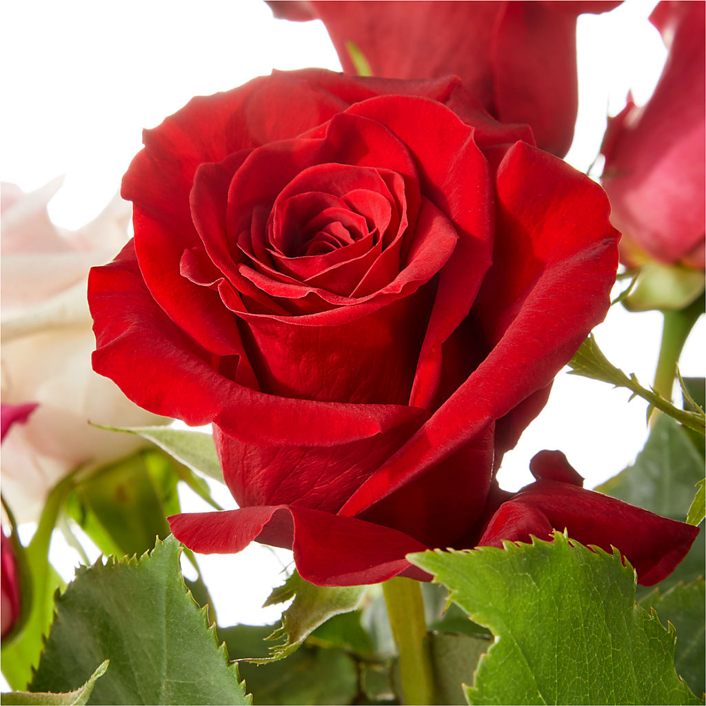 Love Notes Rose Bouquet – SB FLORAL & DESIGN, Erie IL