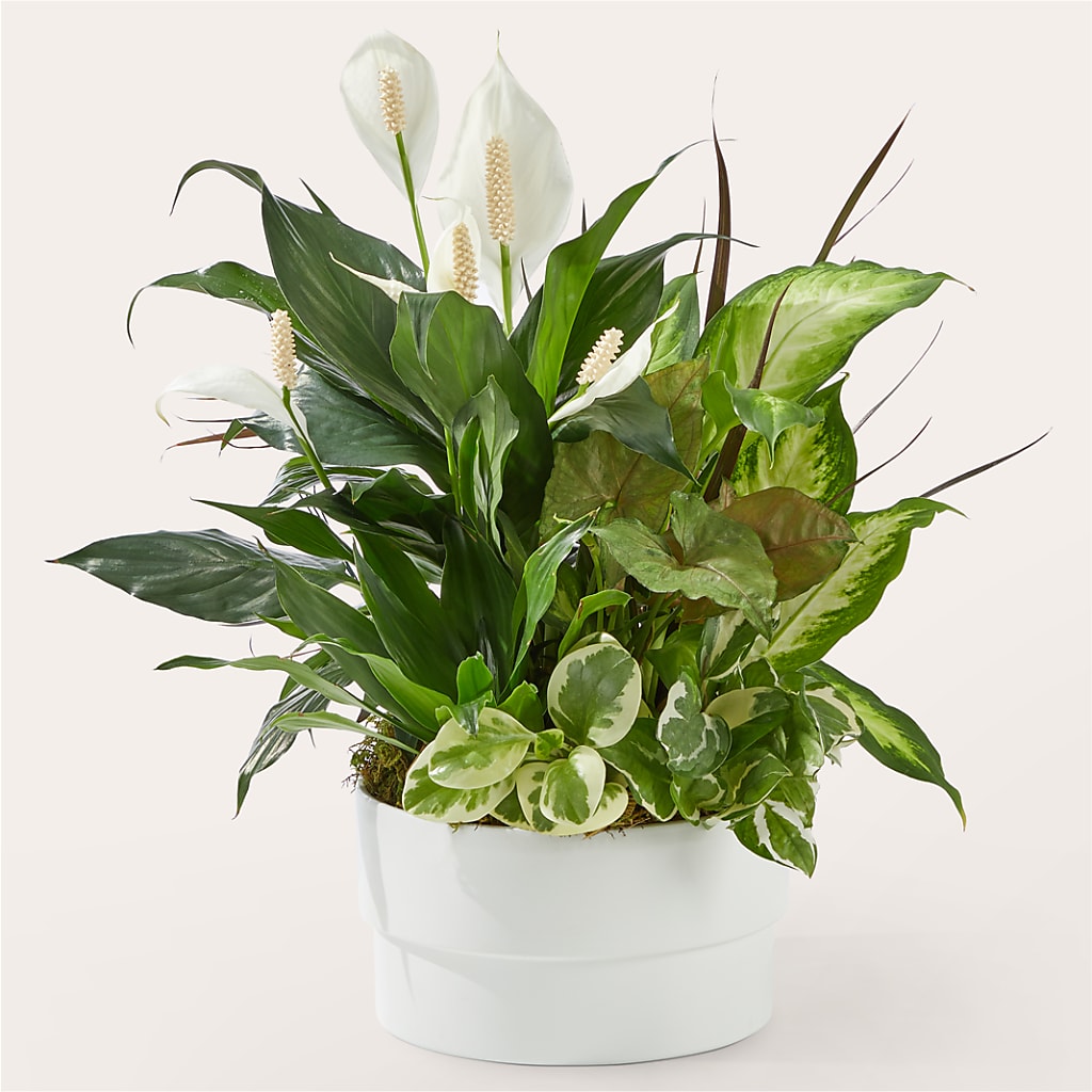 Radiating Positivity Dishgarden – SB FLORAL & DESIGN, Erie IL