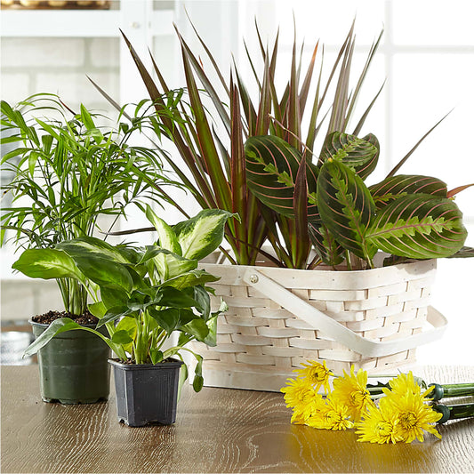 Florist Designed Blooming and Green Plants in a Basket – SB FLORAL & DESIGN, Erie IL