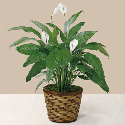 Tranquil Moments Peace Lily Plant – SB FLORAL & DESIGN, Erie IL