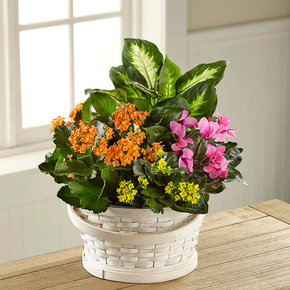 Color Crush Dishgarden – SB FLORAL & DESIGN, Erie IL