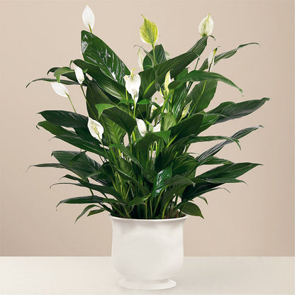 Comfort Planter – SB FLORAL & DESIGN, Erie IL