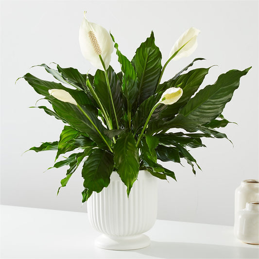 Comfort Planter – SB FLORAL & DESIGN, Erie IL