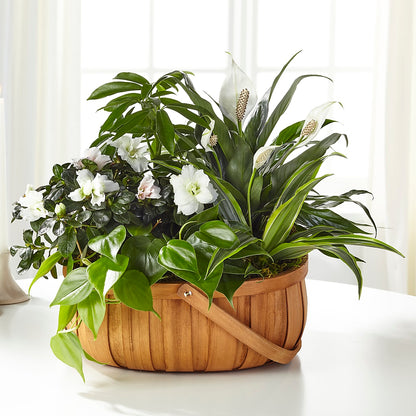 Serene Dishgarden – SB FLORAL & DESIGN, Erie IL